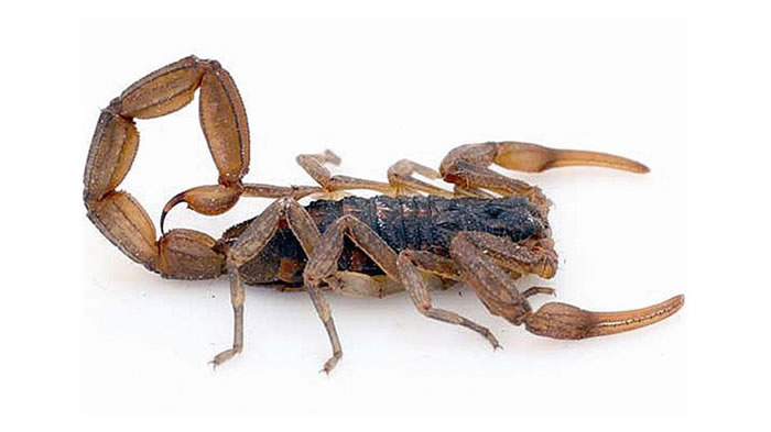 Alacranes en la ciudad